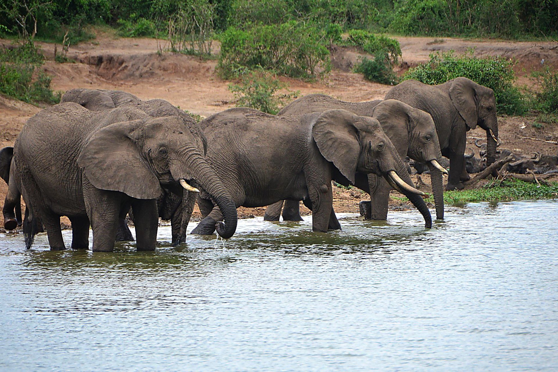Queen Elizabeth National Park