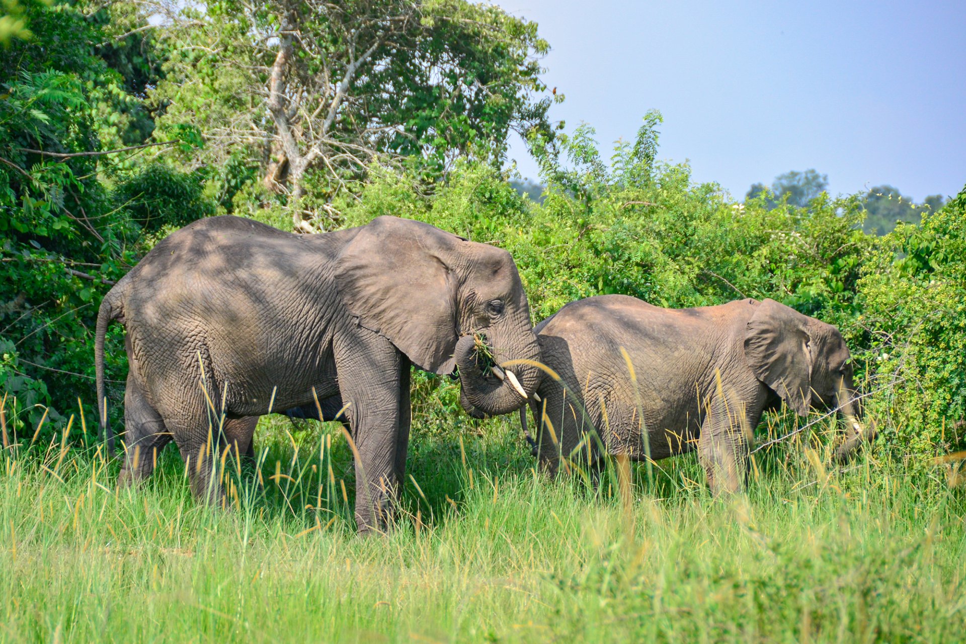Karuma Wildlife Reserve