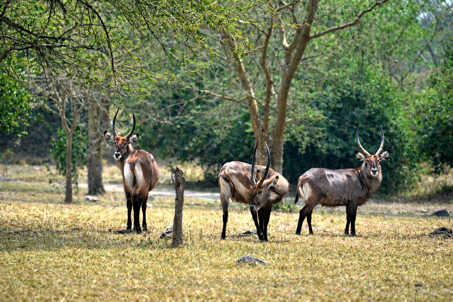 Katonga Wildlife Reserve