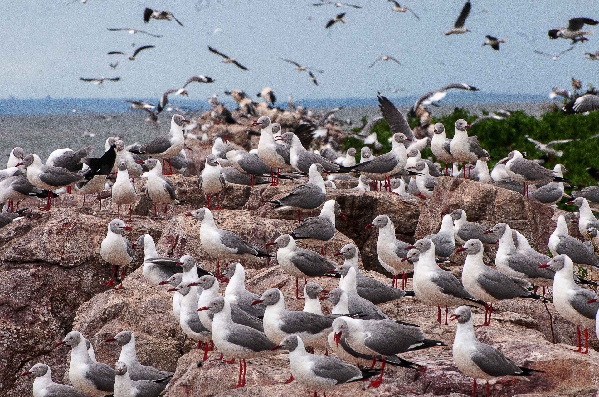 Important Bird and Biodiversity Areas in Uganda featuring diverse bird species