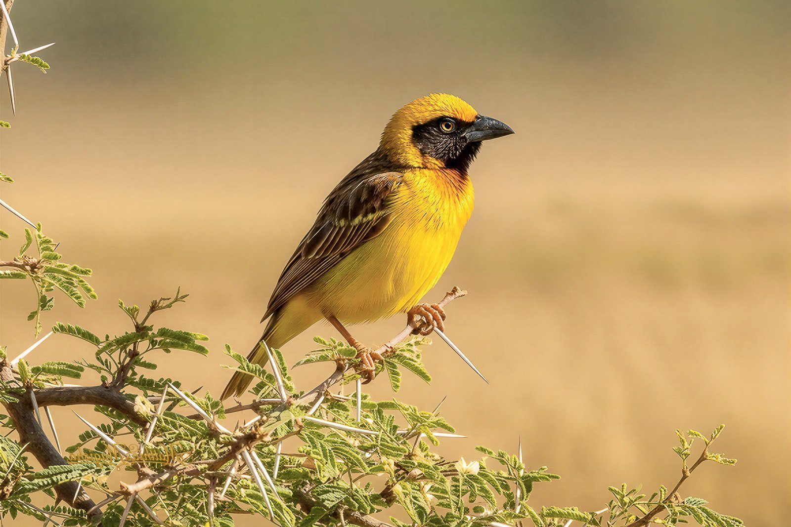 Fox's Weaver - Uganda's endemic bird