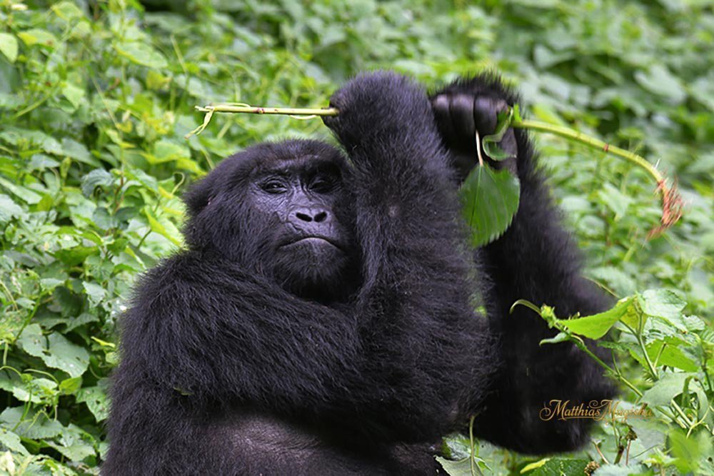 Mountain gorilla portrait in Bwindi Impenetrable Forest