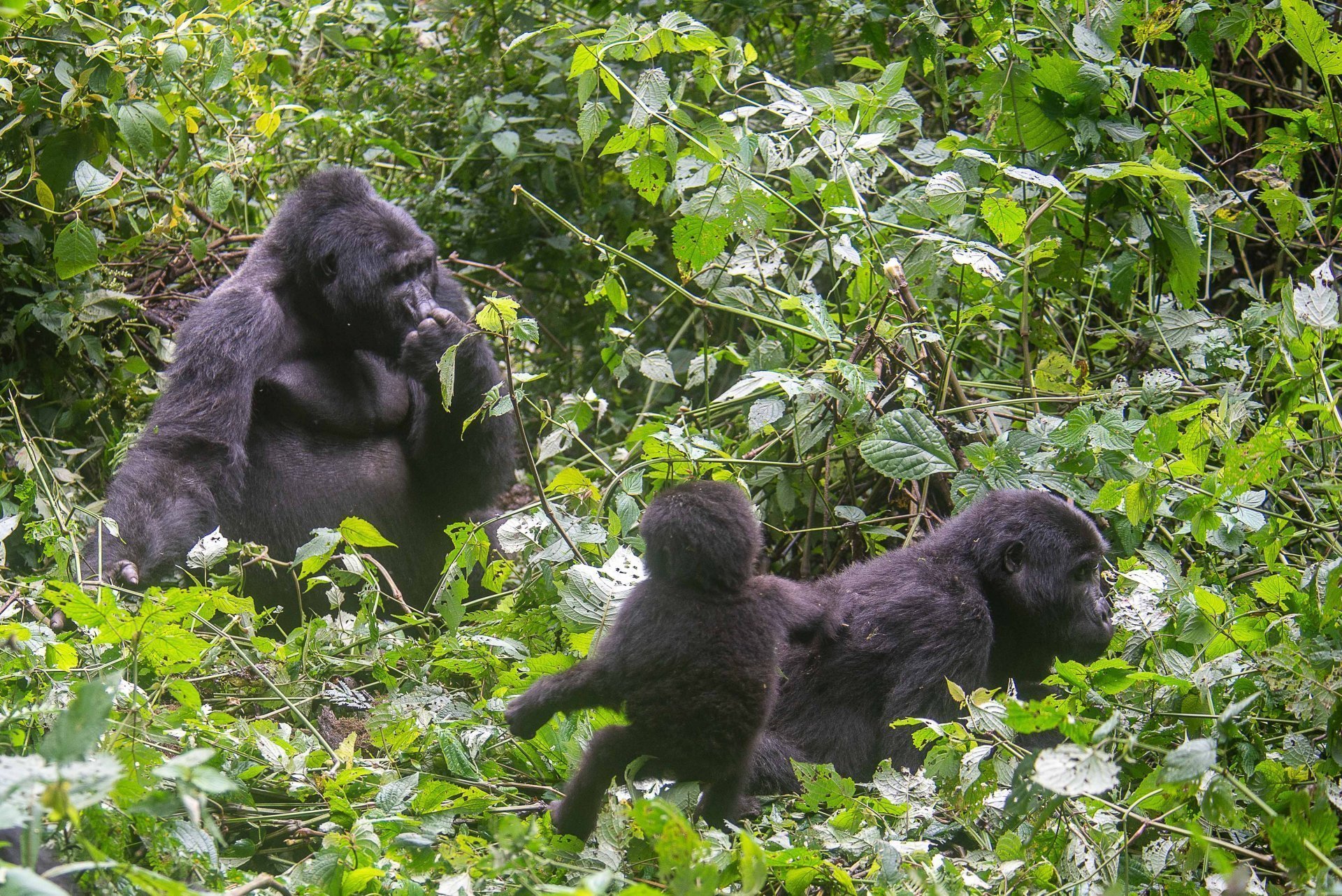 Gorilla tracking in Bwindi