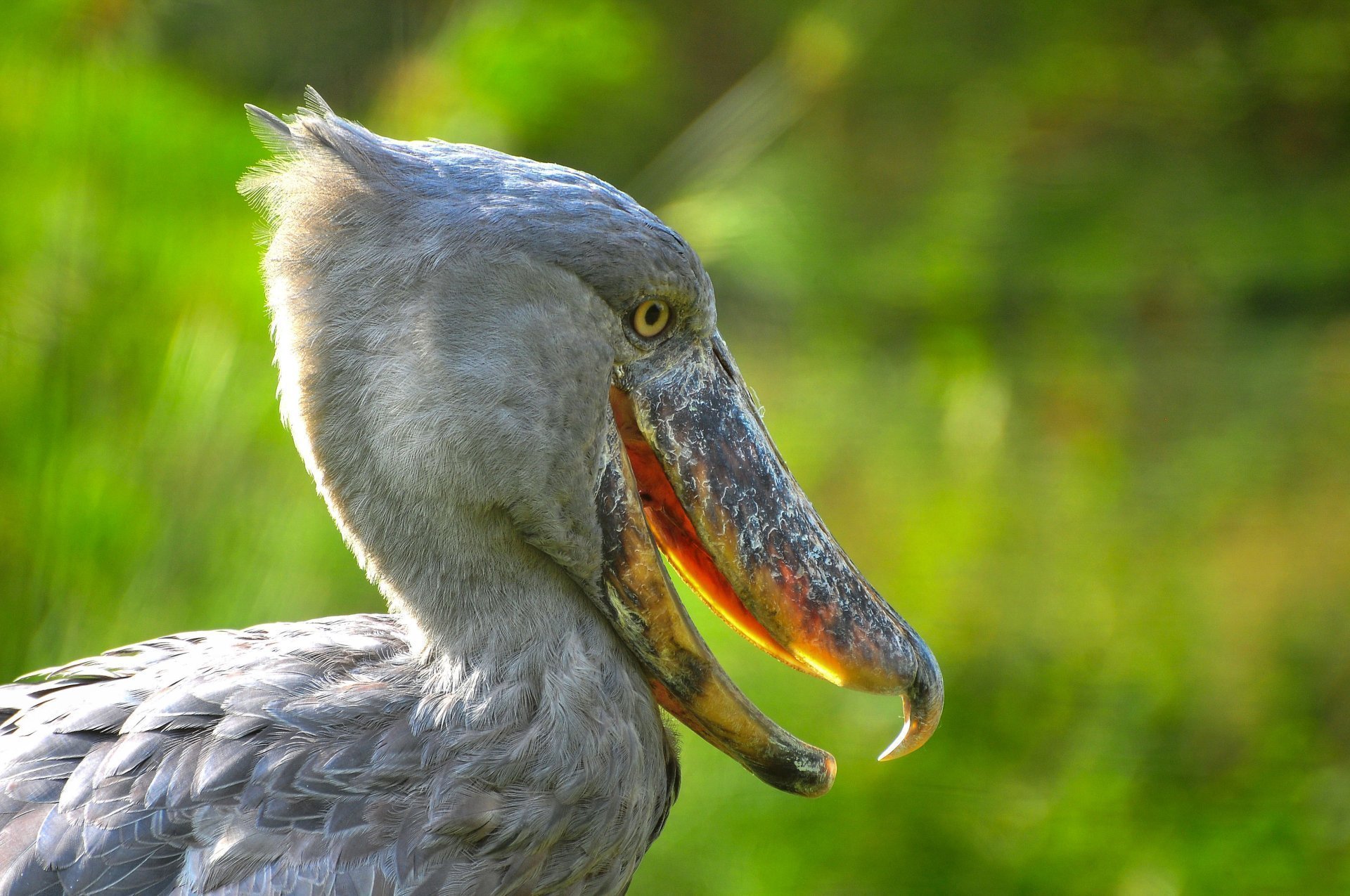 Shoebill Uganda