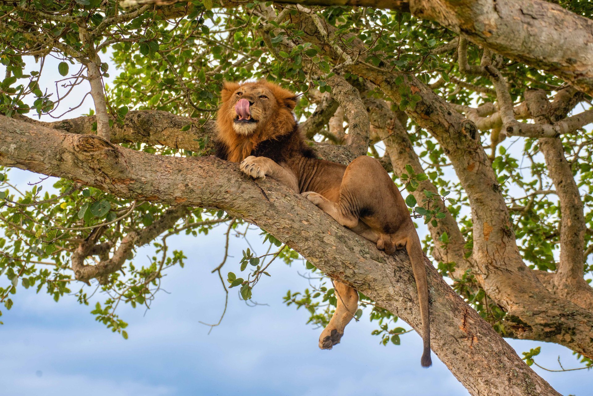 Tree-climbing lions in Ishasha