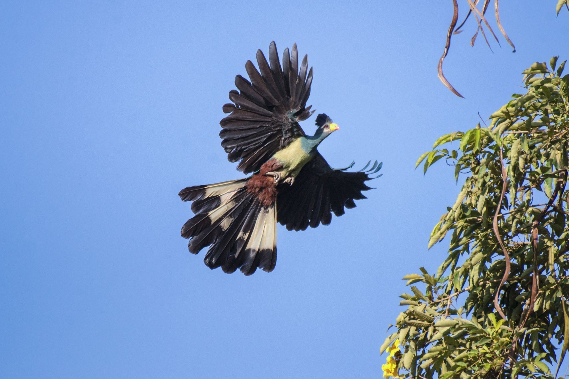 Uganda birding tours - Shoebill and diverse bird species