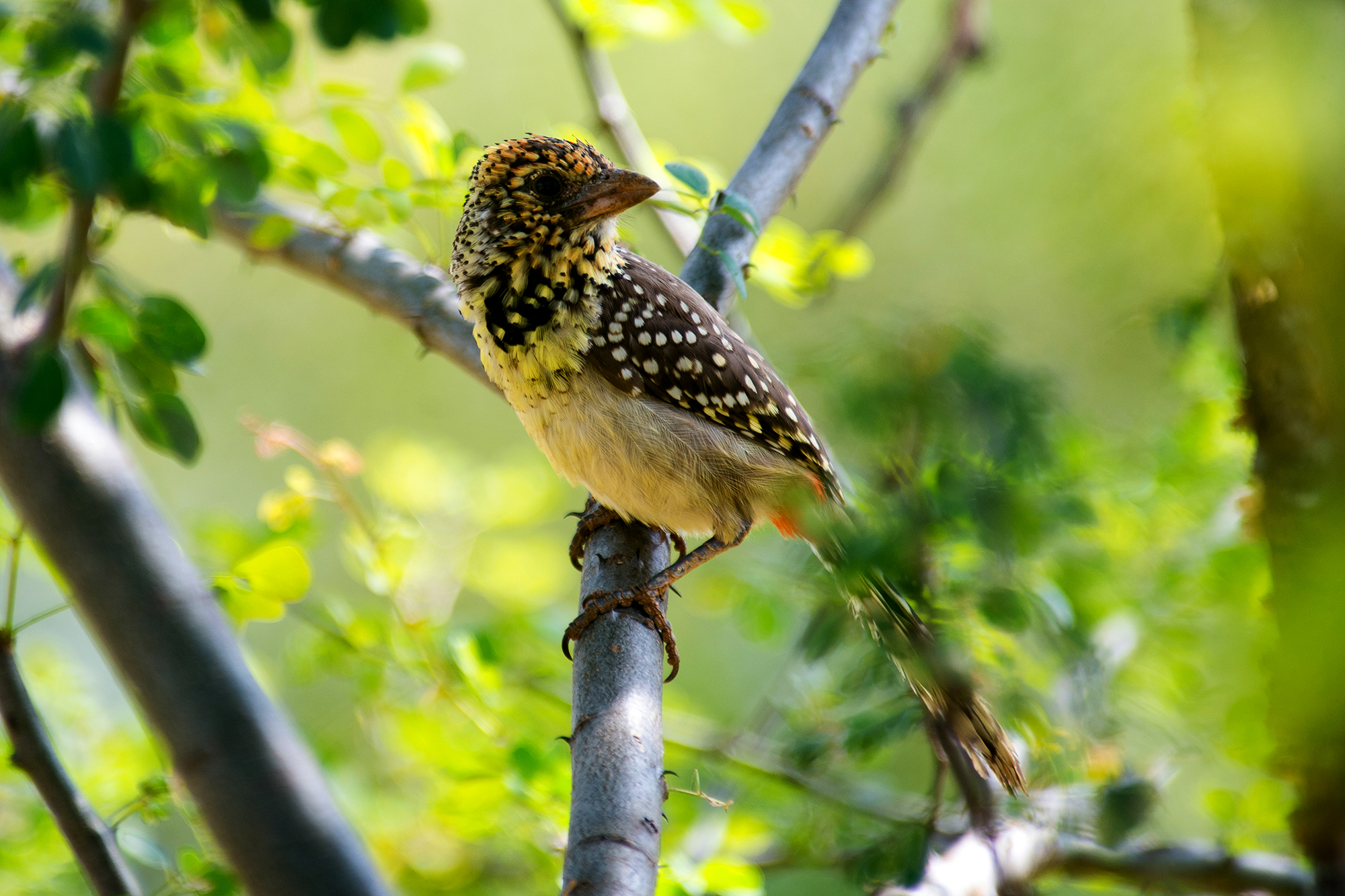 33-Day Uganda's Grand Traverse