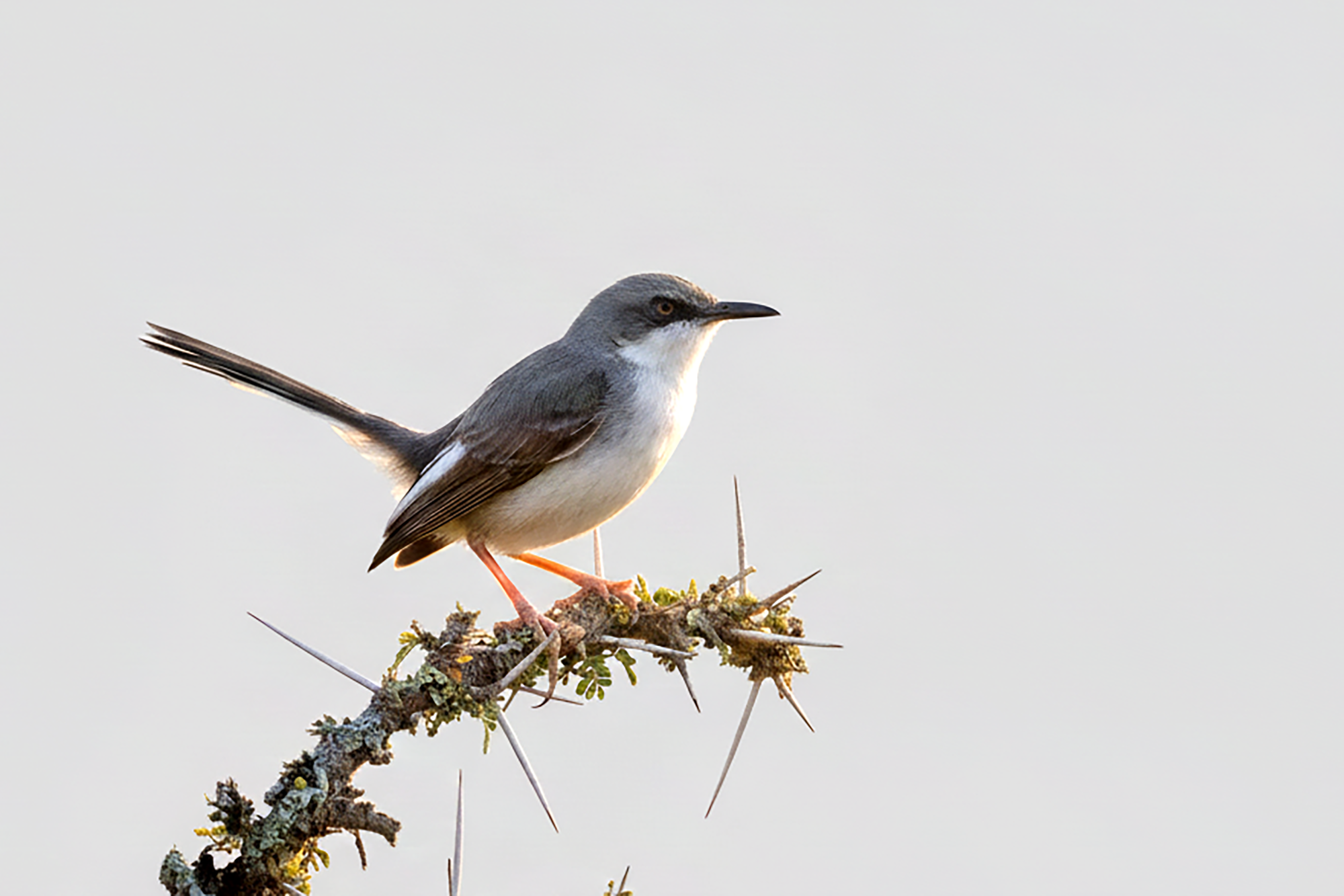 33-Day Uganda's Grand Traverse