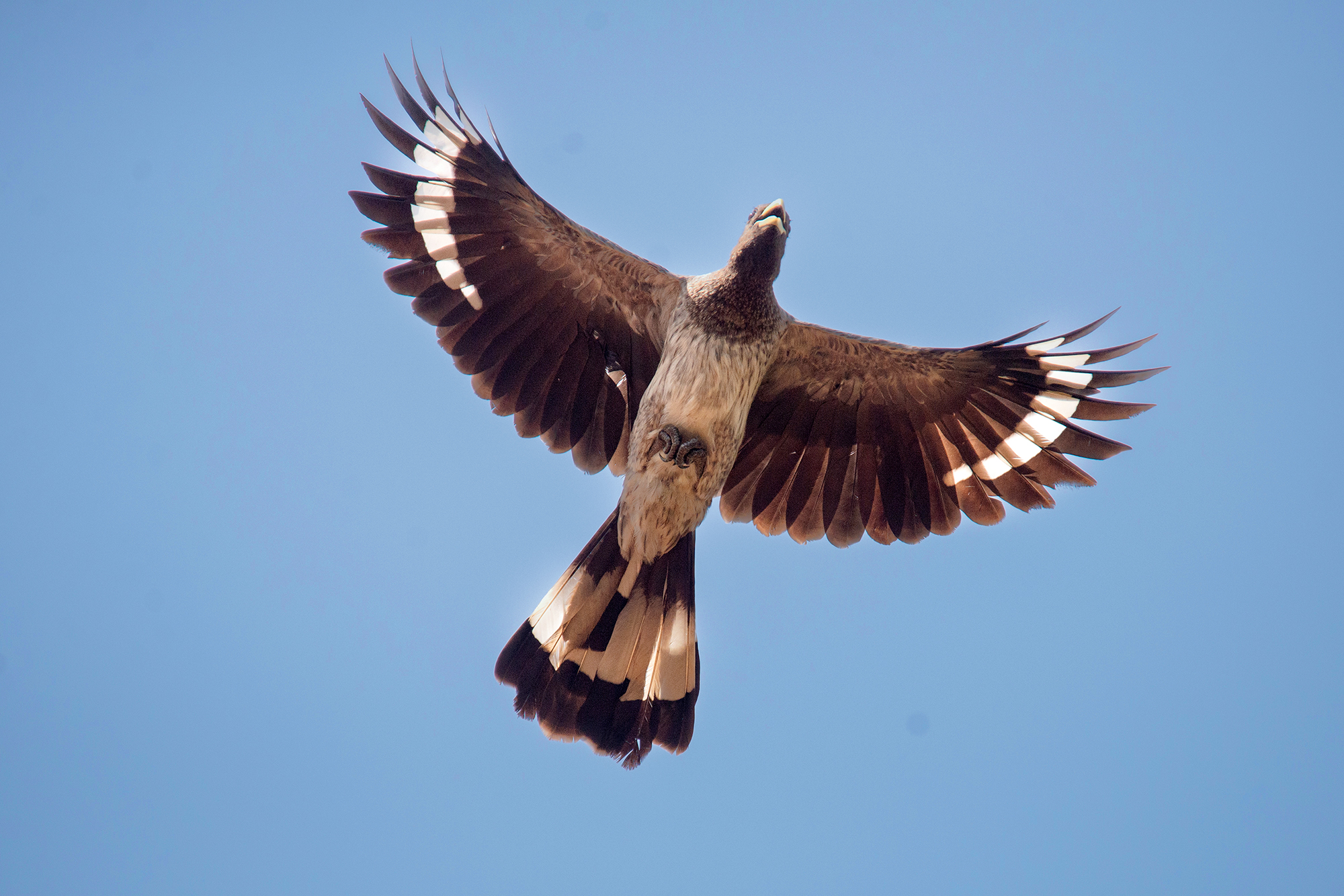 33-Day Uganda's Grand Traverse - Ultimate Birding & Photography Safari