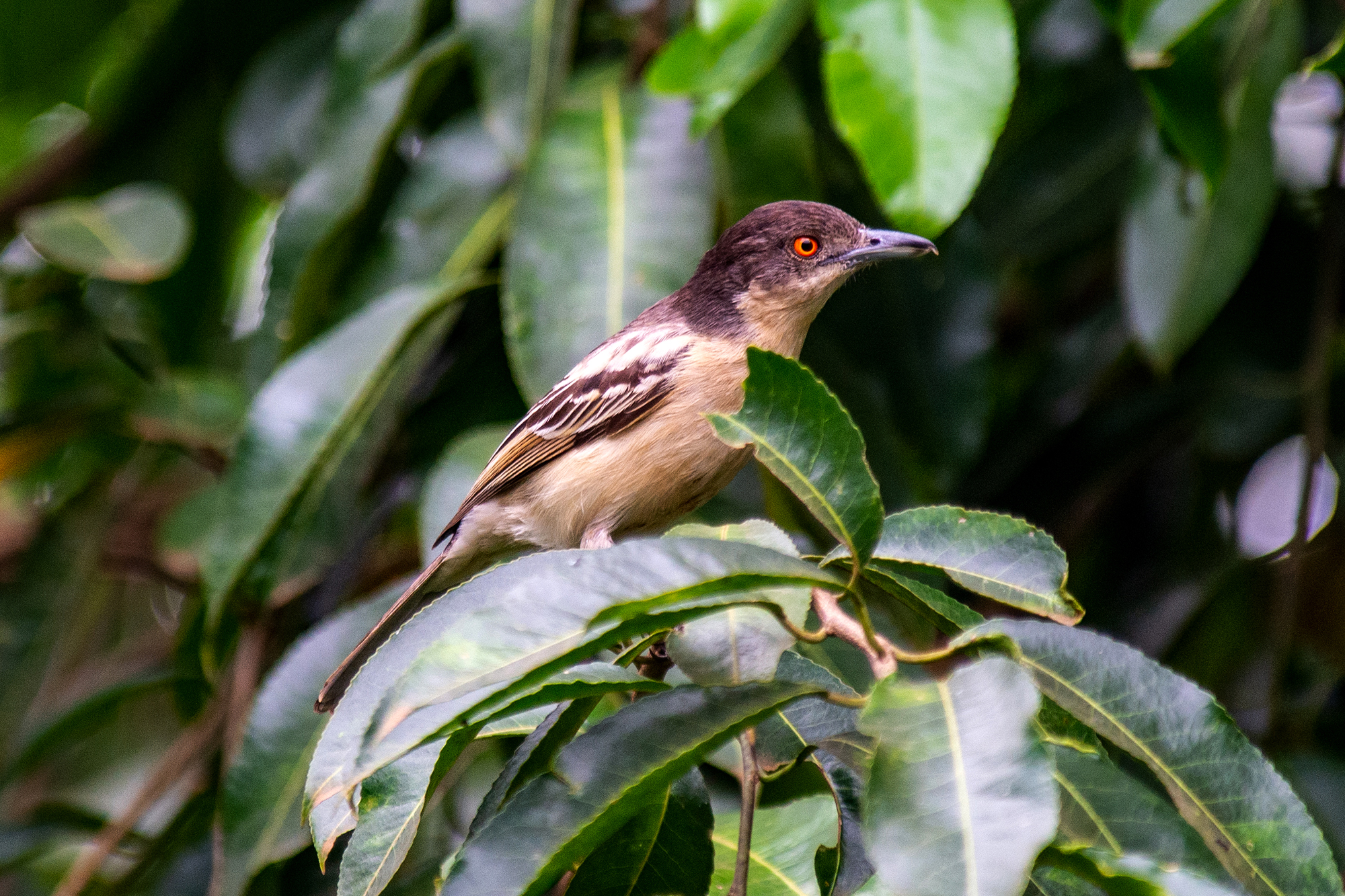 33-Day Uganda's Grand Traverse