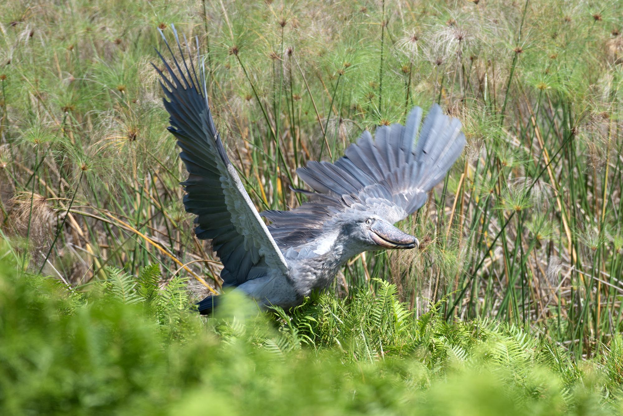 35-Day Ultimate Uganda Birding & Wildlife Safari