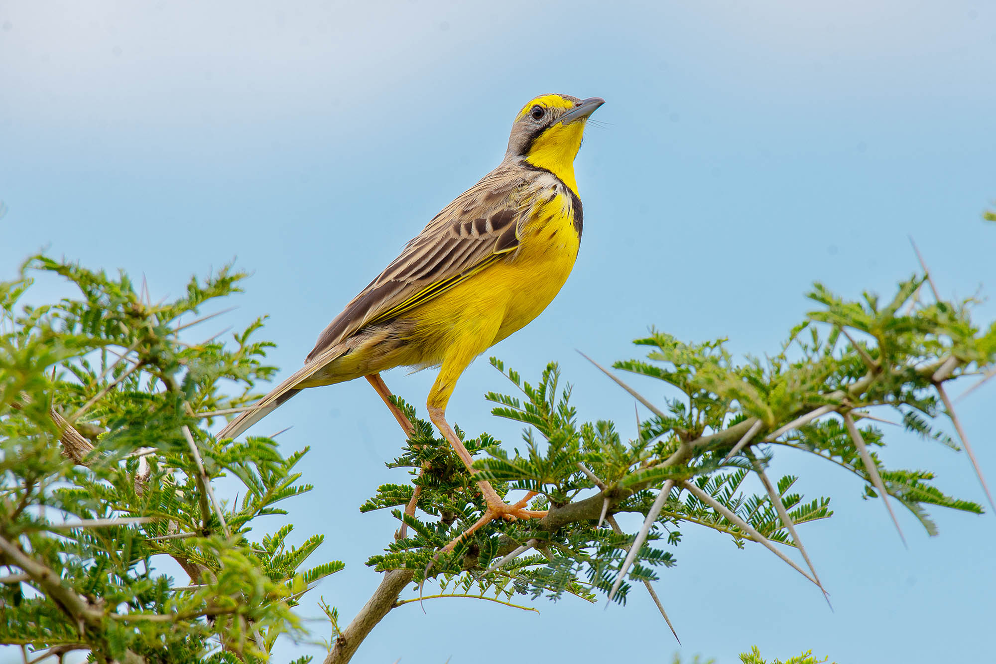 35-Day Ultimate Uganda Birding & Wildlife Safari