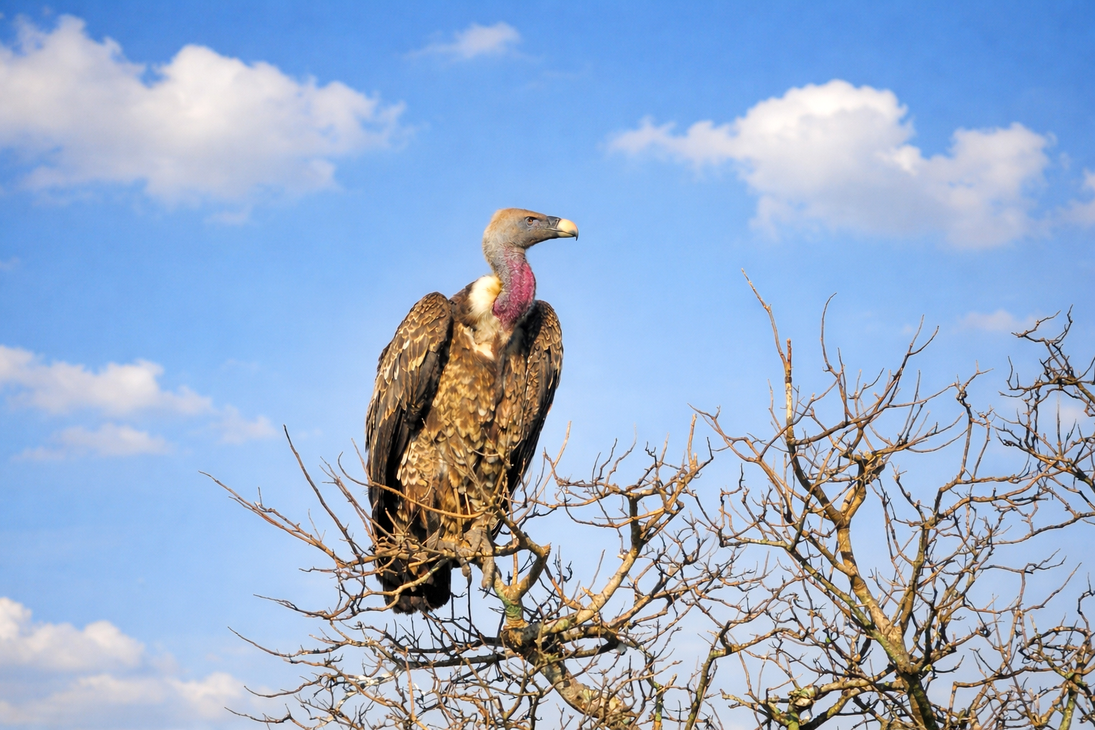 25-Day Uganda Ultimate Birding Odyssey