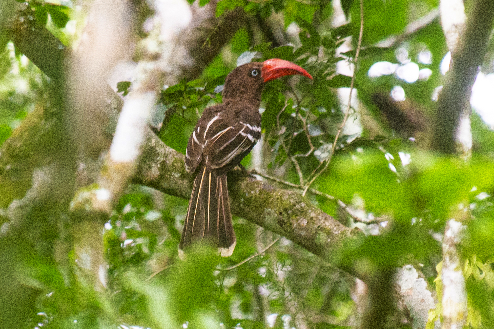 25-Day Uganda Ultimate Birding Odyssey