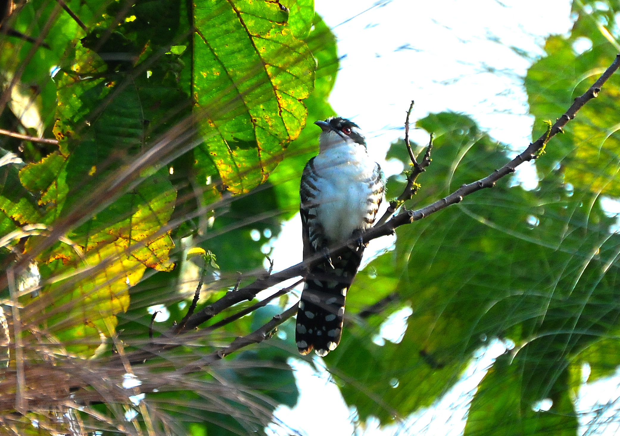 7-Day Uganda Birding Safari