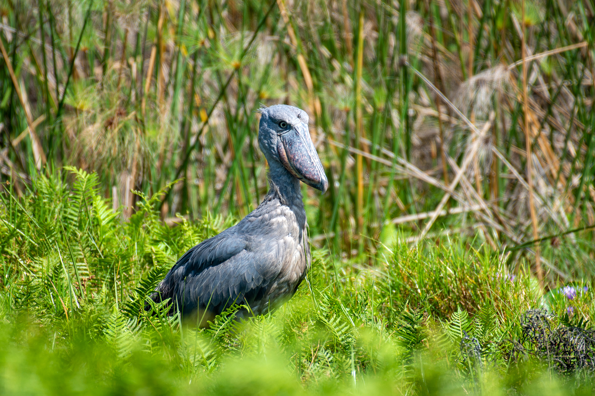 Uganda Bird Photography