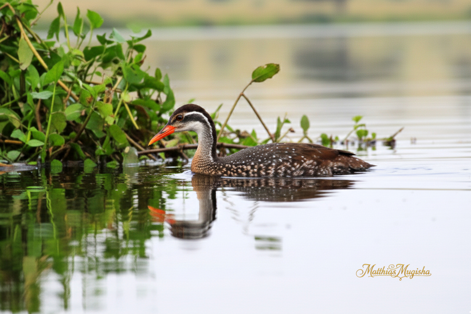 16-Day Uganda Birding & Photography Expedition