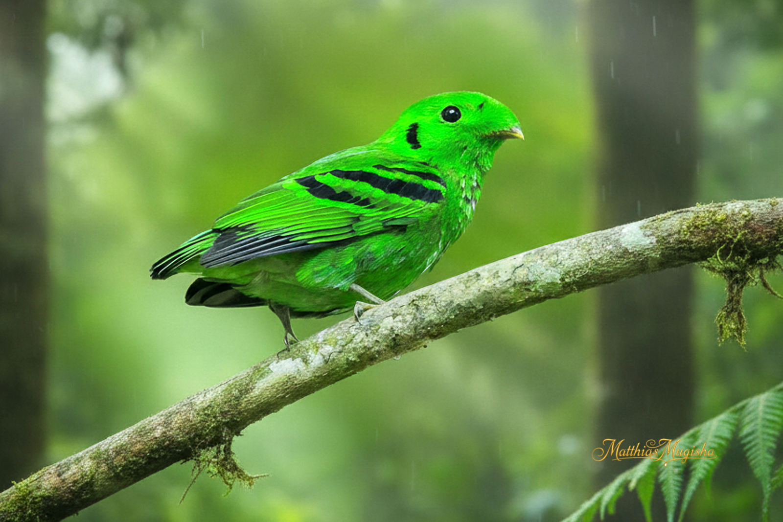 16-Day Uganda Birding & Photography Expedition