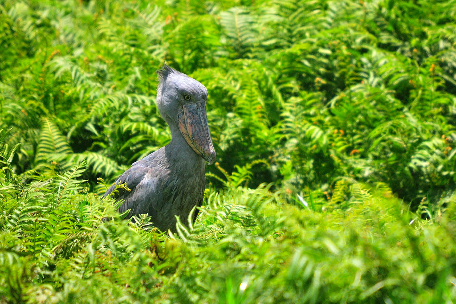 16-Day Uganda Birding & Photography Expedition