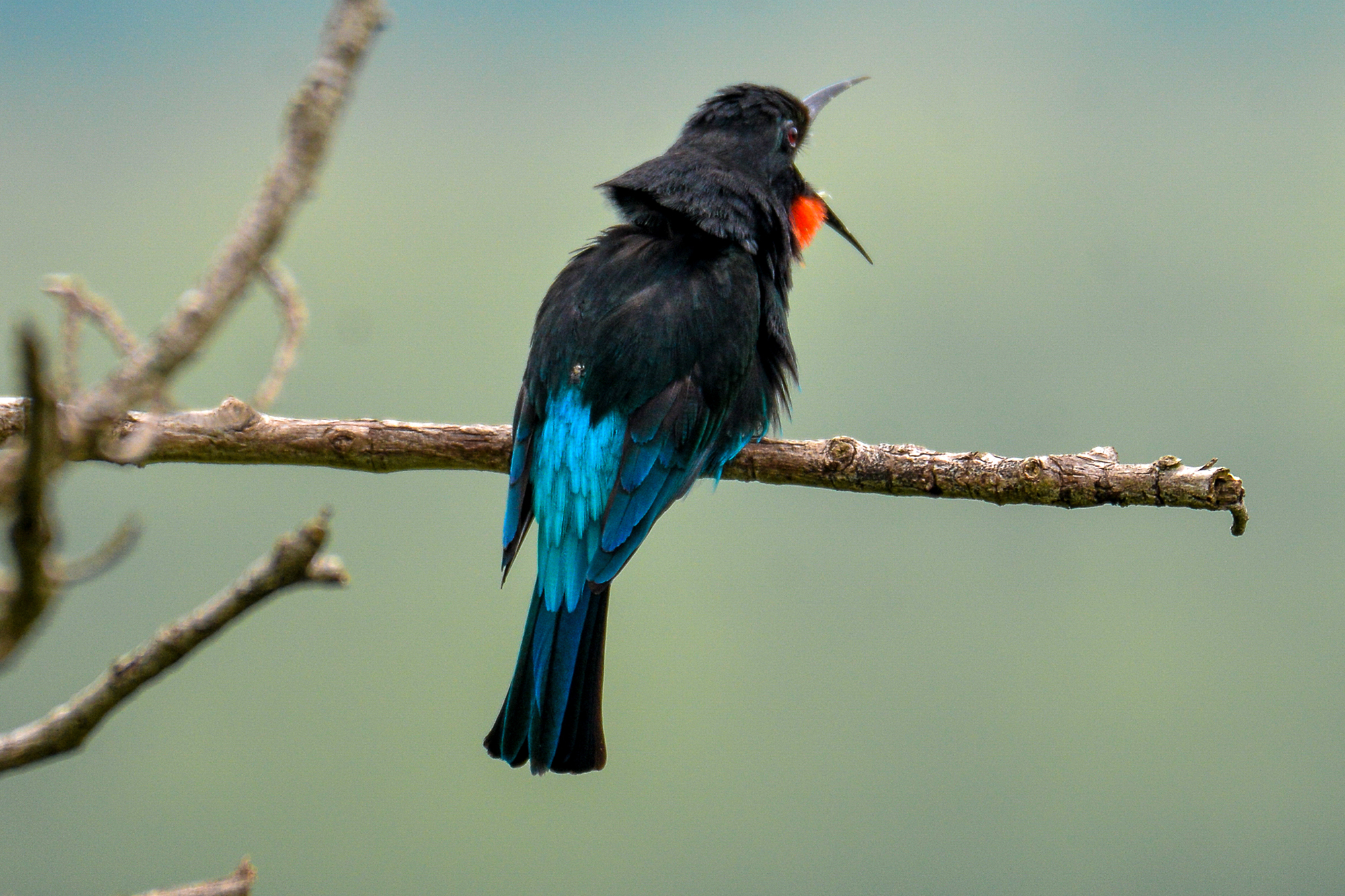 10-Day Uganda Forest & Endemic Birding Safari
