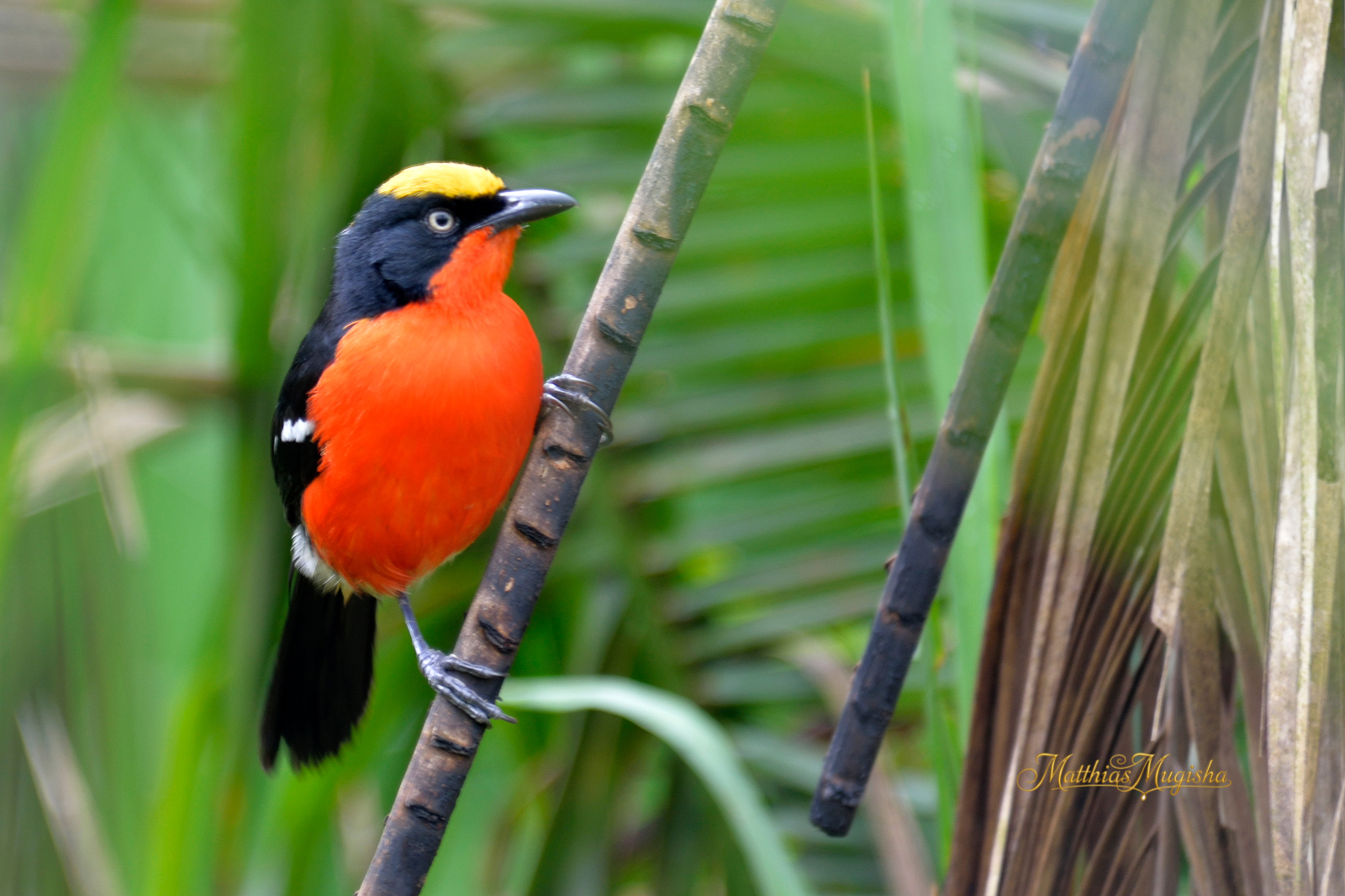 10-Day Forest & Endemic Birding Safari