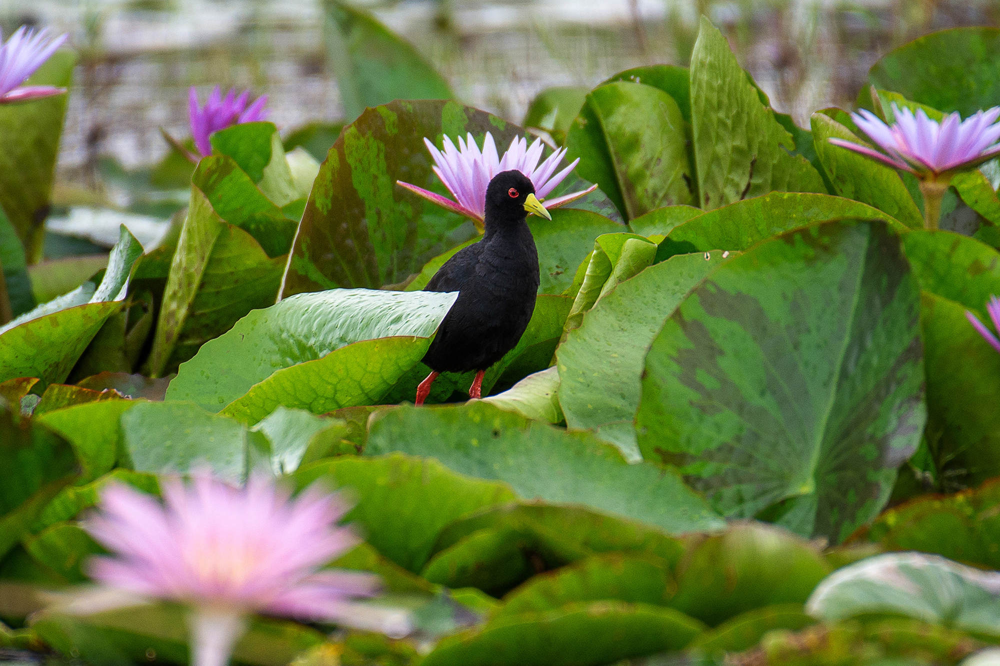 Mabamba Swamp Birding