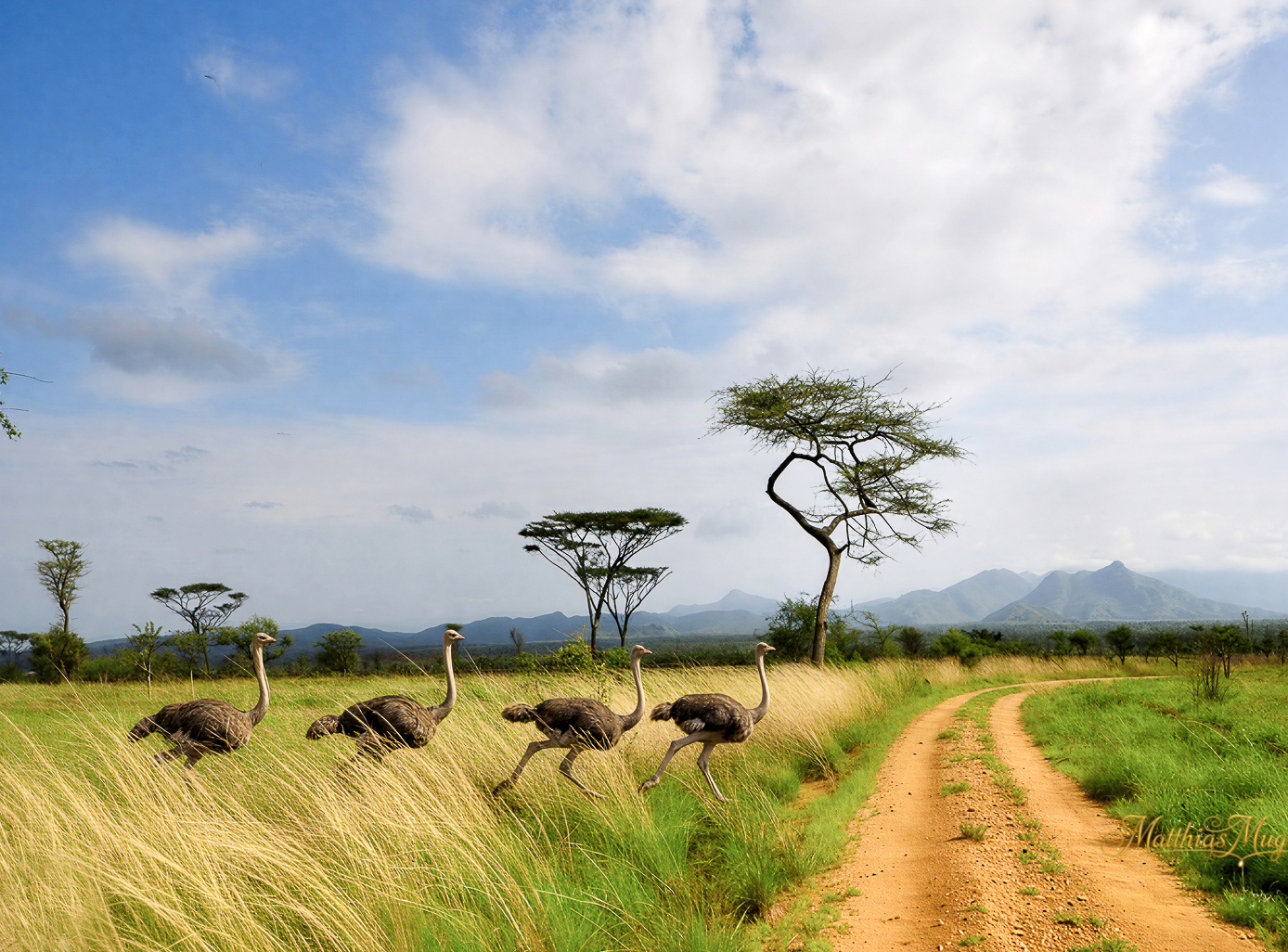 14-Day Birding Uganda Lifers - Shoebill to Kidepo
