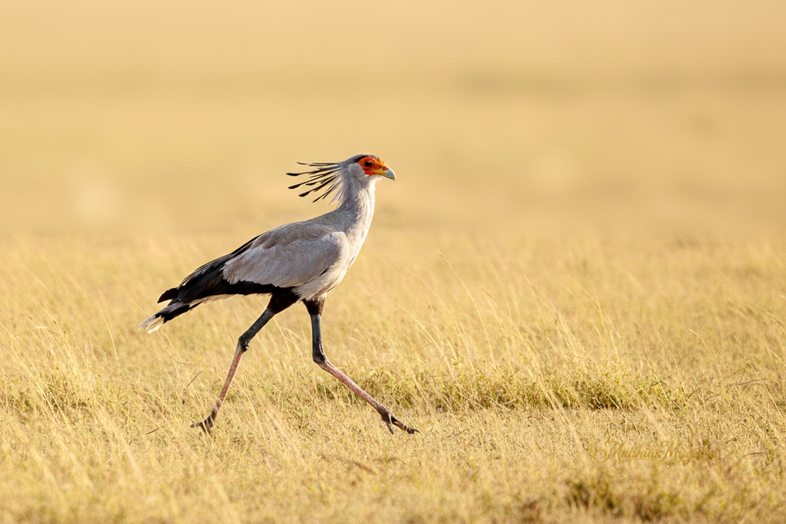 14-Day Birding Uganda Lifers - Shoebill to Kidepo