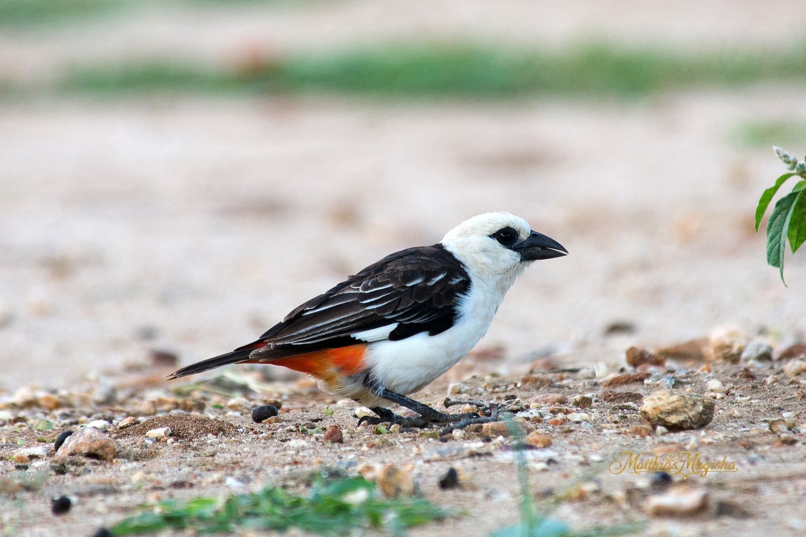 14-Day Birding Uganda Lifers - Shoebill to Kidepo