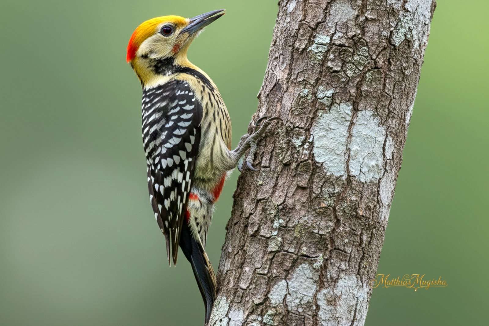14-Day Birding Uganda Lifers - Shoebill to Kidepo