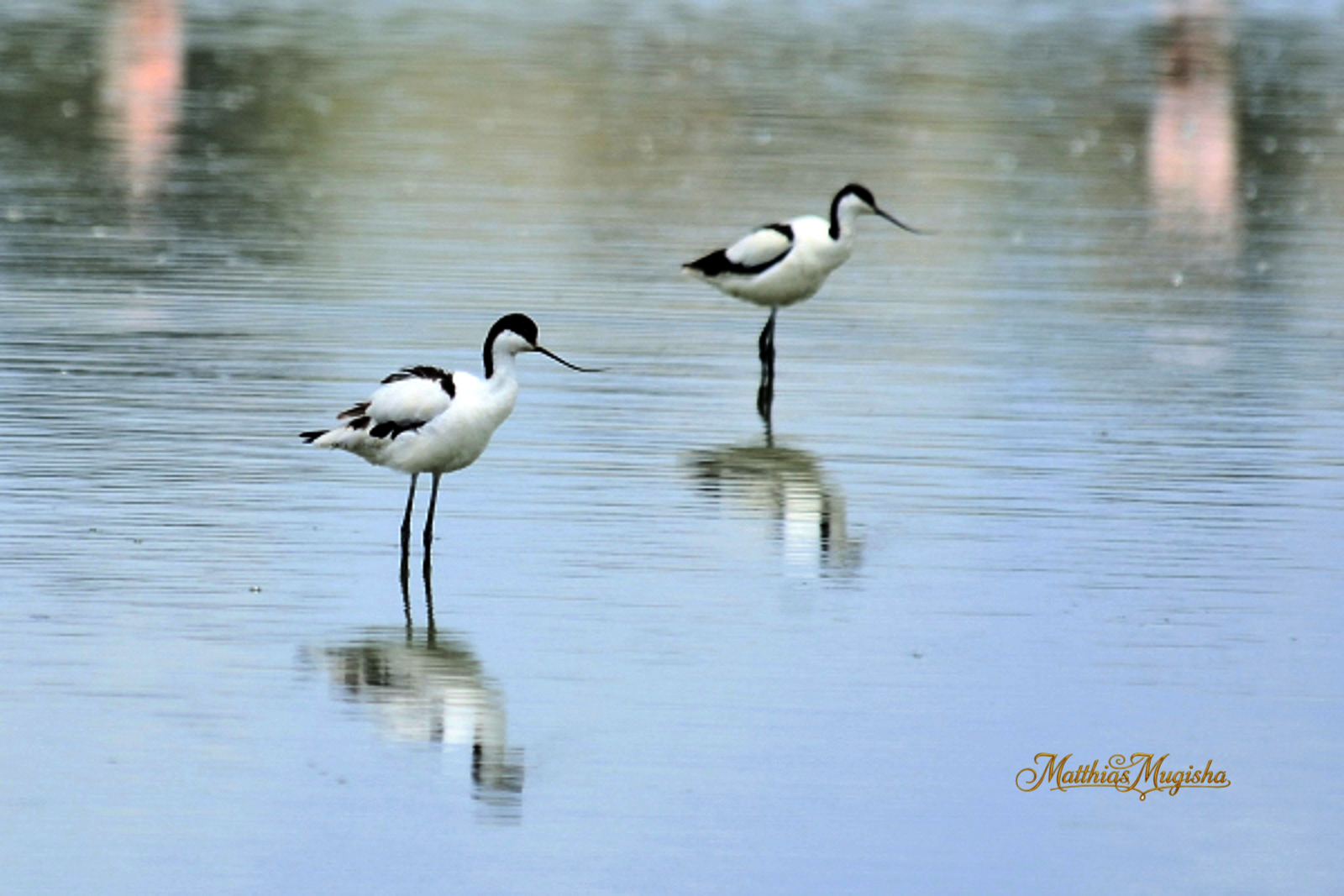 9-Day Uganda Birding & Photography Adventure