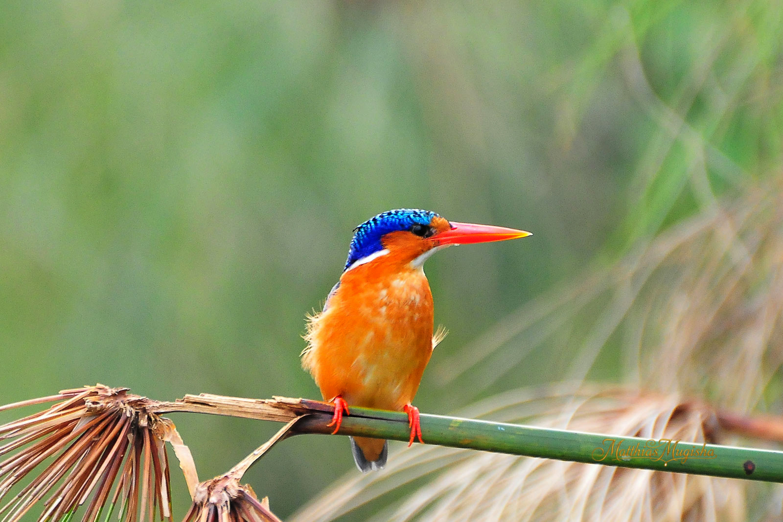 9-Day Uganda Birding Safari - Shoebill, Forest & Savannah