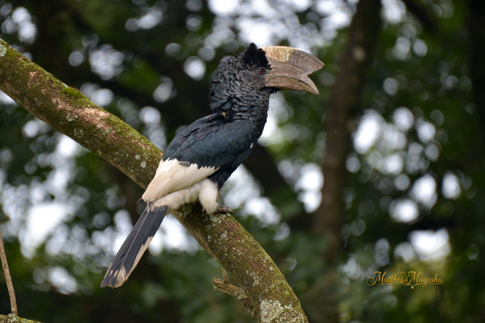 9-Day Uganda Birding Safari - Shoebill, Forest & Savannah