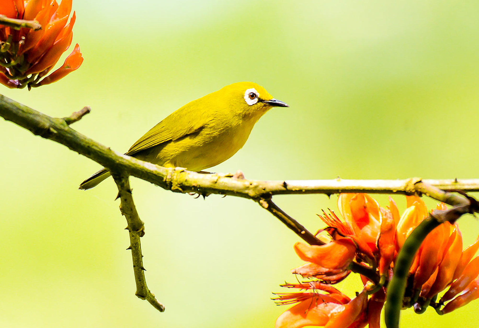 9-Day Uganda Birding Safari - Shoebill, Forest & Savannah