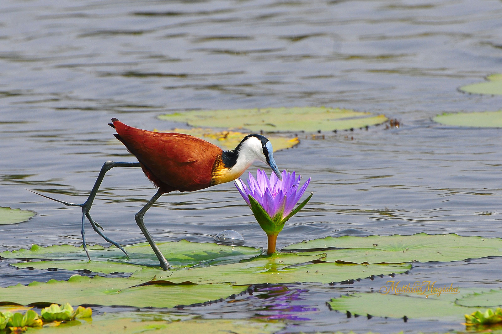 Lake Mburo National Park Birding