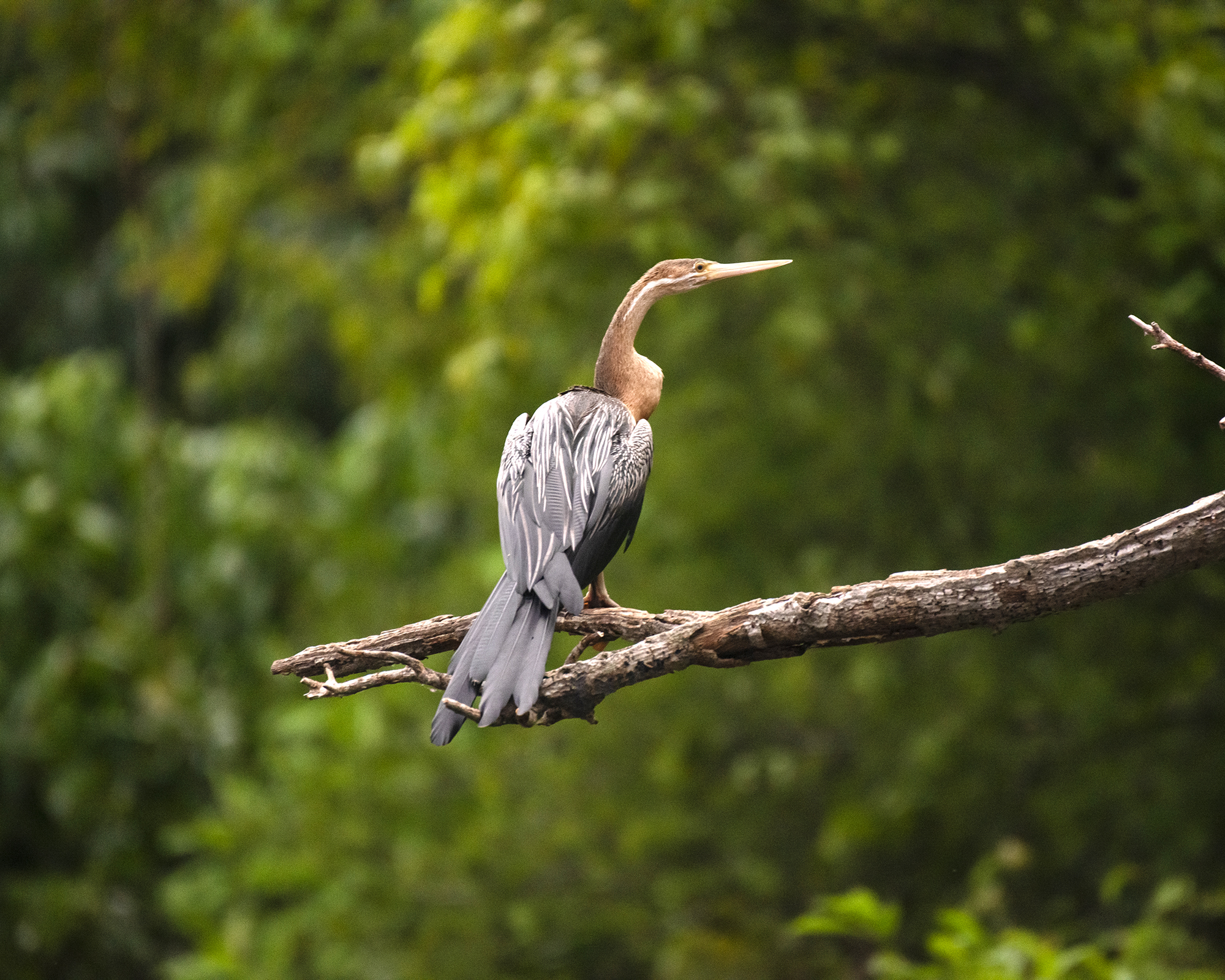 7-Day Birding in Murchison Falls National Park