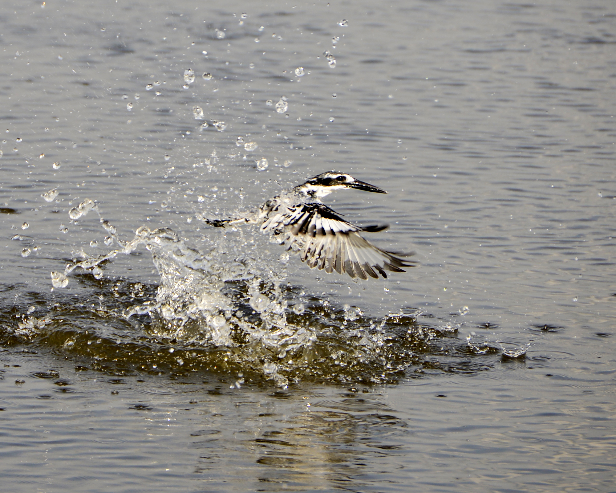 Victoria Nile Delta Birding