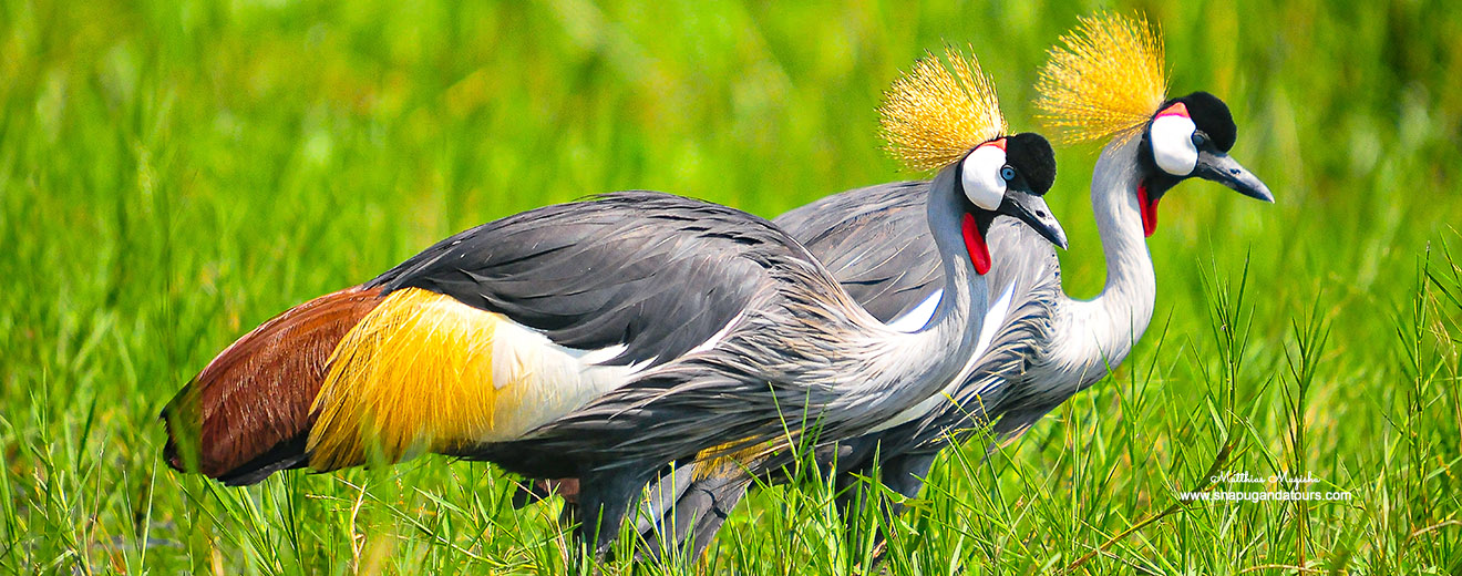 GREY CROWNED CRANE- Balearica regulorum VU, R-NT-Murchison Falls National Park -2