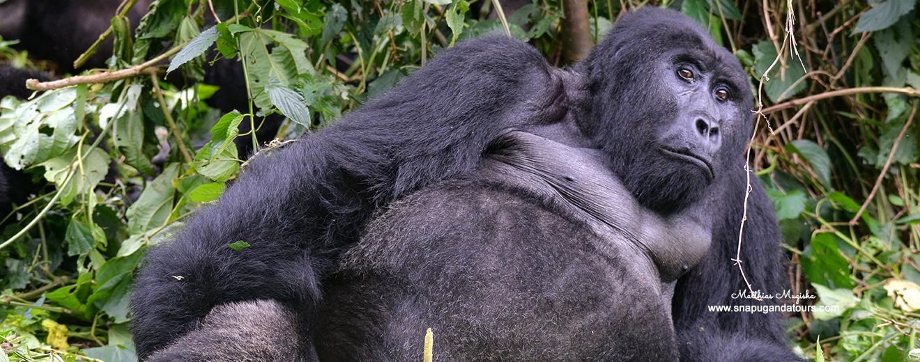 A silverback rests in Bwindi Impenetrable Forest in Uganda