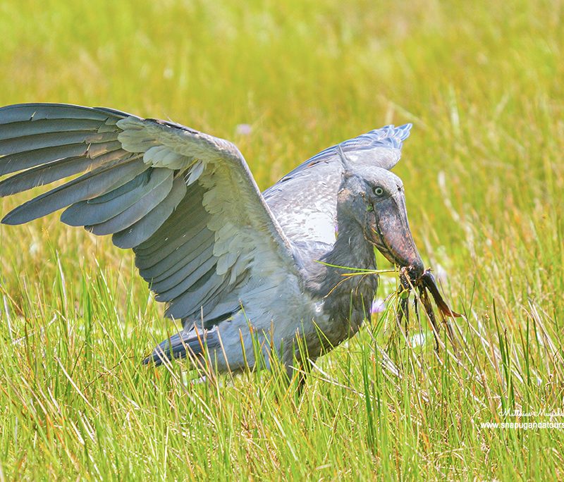 birding-safaris-in-uganda
