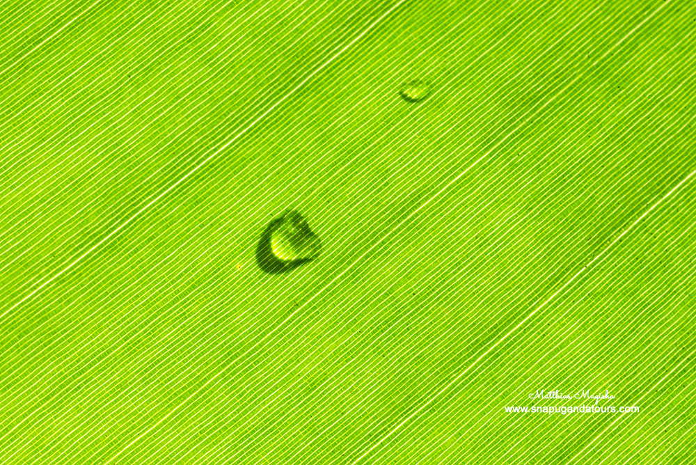 photography